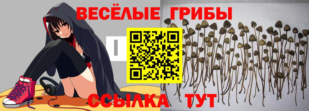 Псилоцибиновые грибы MAGIC MUSHROOMS  Вход с VPN  где купить наркоту  Светлоград 